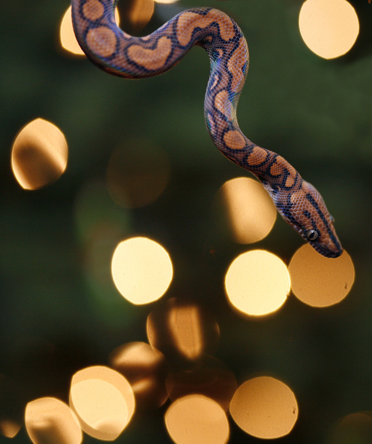 Merry Snakemas!