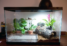 New Viv