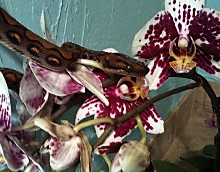 Post-Shed Posing 2