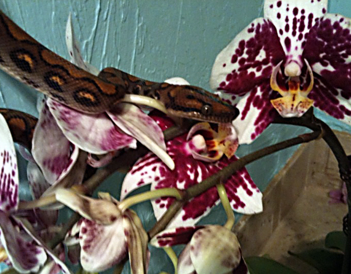 Post-Shed Posing 2