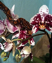 Post-Shed Posing 3