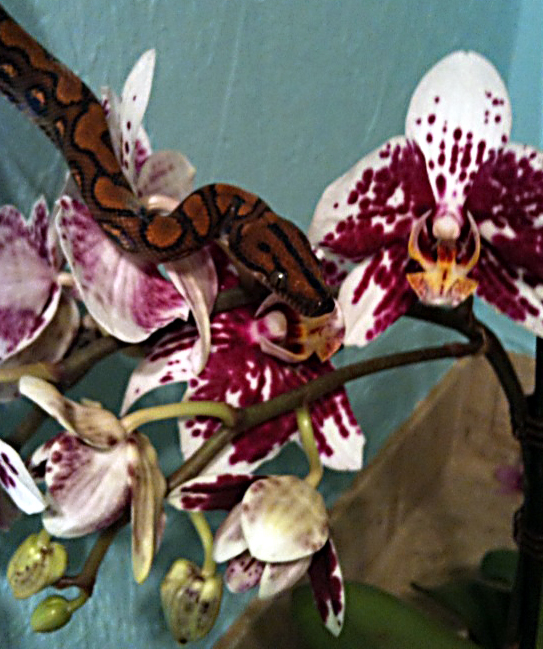 Post-Shed Posing 3