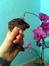 Garnet with Orchids