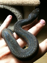 freshly shed Savu