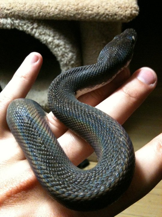 freshly shed Savu