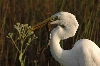 Heron
