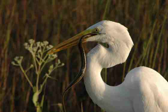 Heron