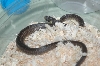 Aesculpian