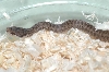 Persian
