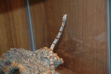 Greyband