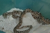 Hypo1