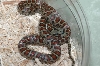 Leopard1