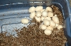 More BT Eggs