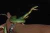 HI6