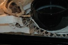 Pinesnake
