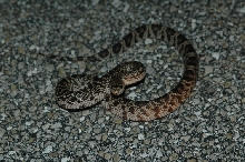 SP1