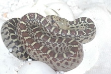 2008Sonoran1
