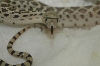 2008Sonoran2