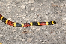 T1