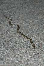 T16