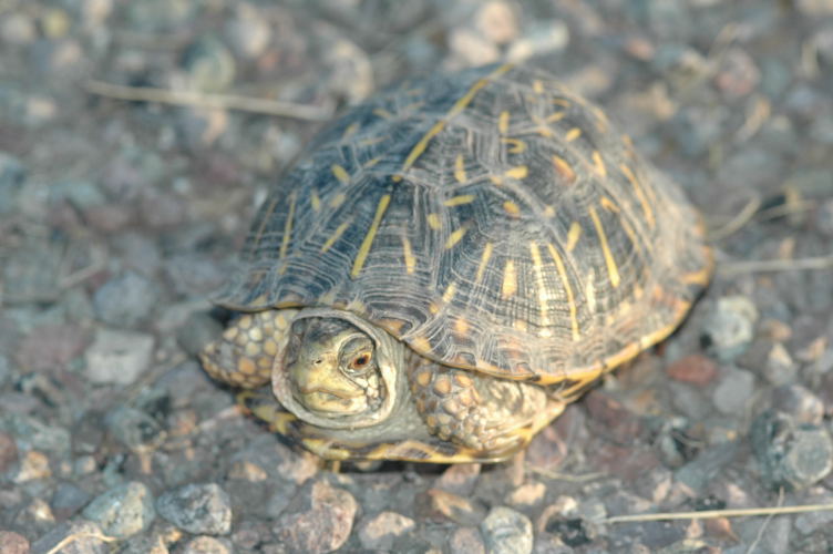 T19