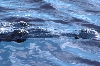 Croc