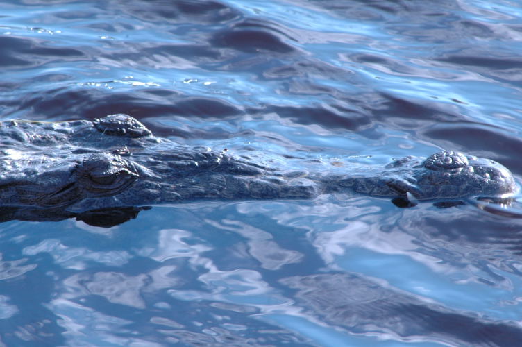 Croc