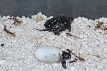 Spottie1