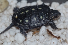 Spottie2