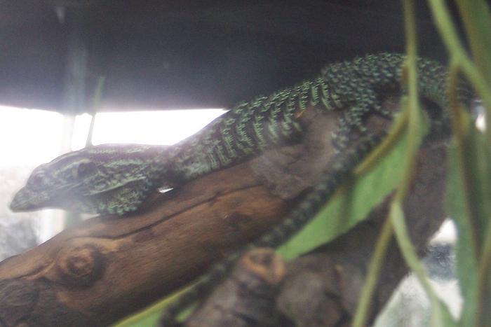 emerald tree monitor hatchling march '04