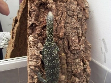 Female V. boehmei
