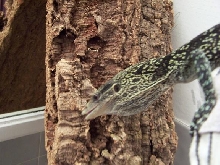 Female V. boehmei