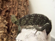 Female V. boehmei