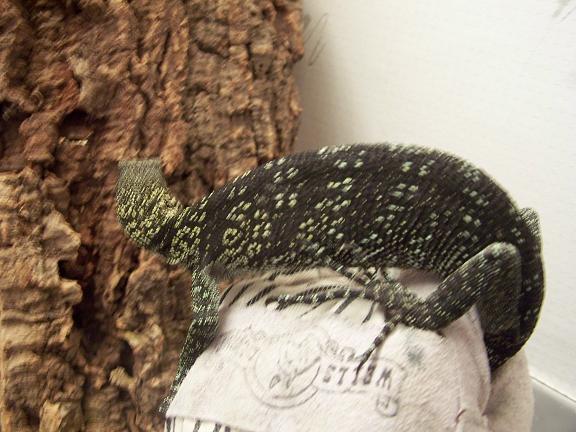Female V. boehmei