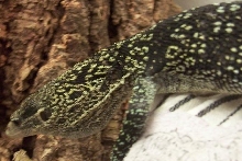 Female V. boehmei