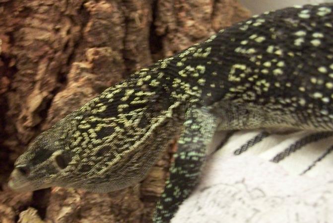 Female V. boehmei