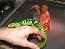 new lizard1