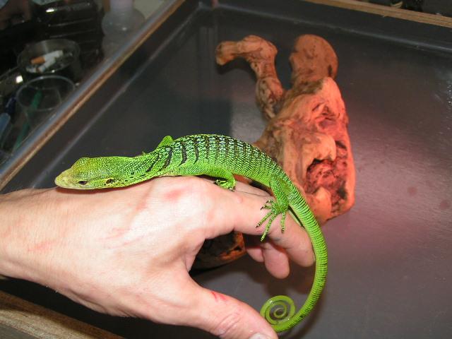 new lizard1