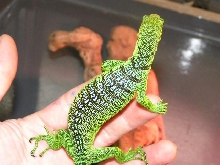 new lizard2