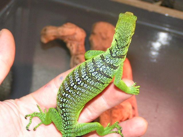 new lizard2