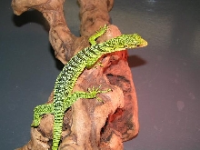 new lizard3