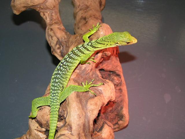 new lizard3