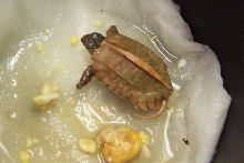 G. spenglerii