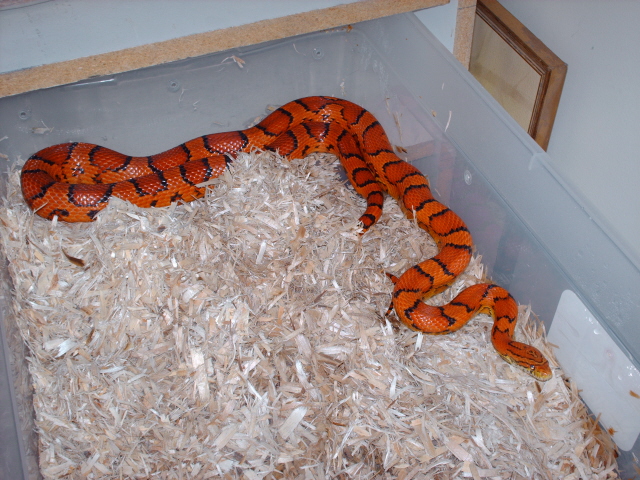 Retired Okeetee Breeder
