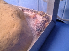 Gracie resting