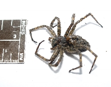spider