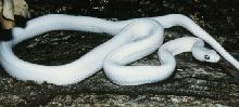 Lady Aertemus