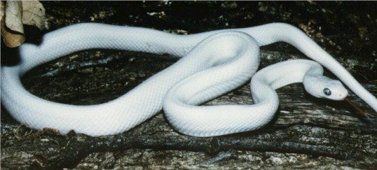 Lady Aertemus