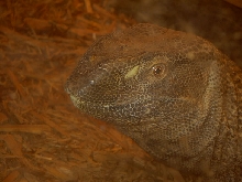 blackthroat
