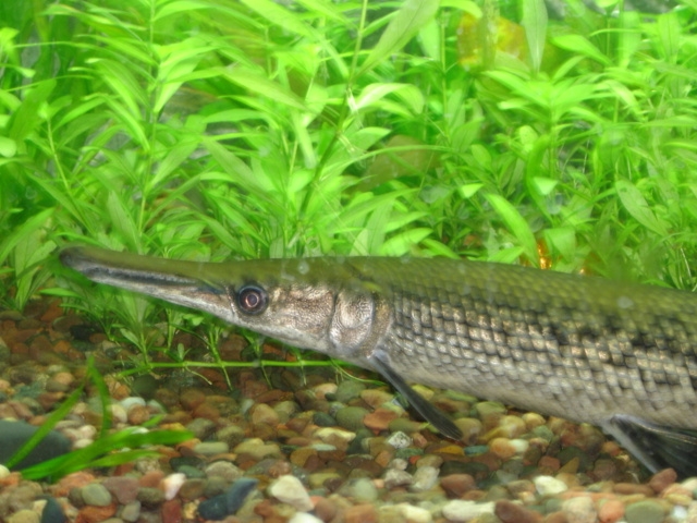 alligator gar 1/07